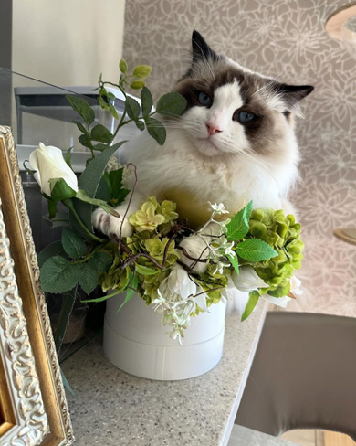 植物と一緒に写る猫