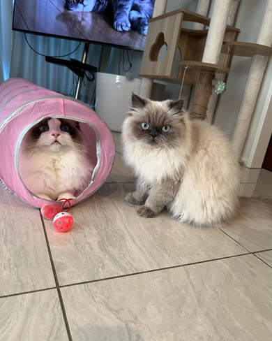 ツーショットの猫たち