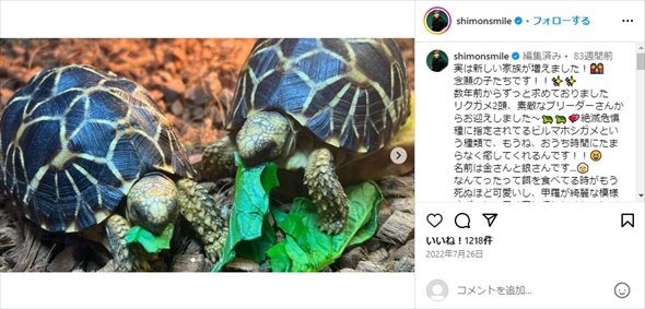 大倉士門が飼っているホウシャガメ