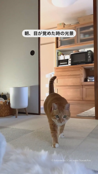 起床した飼い主さんのそばに寄る猫ちゃん2匹