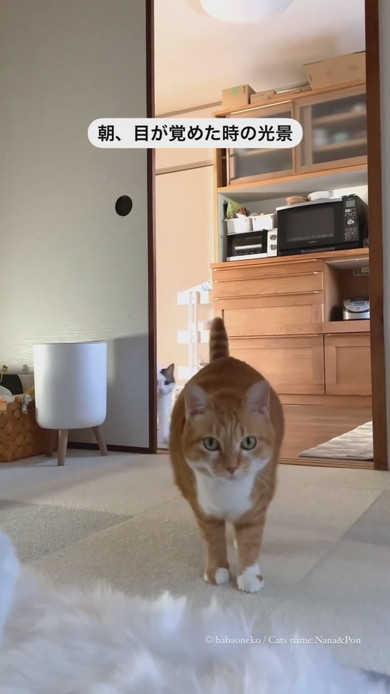 起床した飼い主さんのそばに寄る猫ちゃん2匹