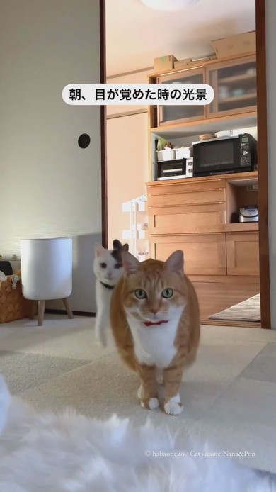 起床した飼い主さんのそばに寄る猫ちゃん2匹