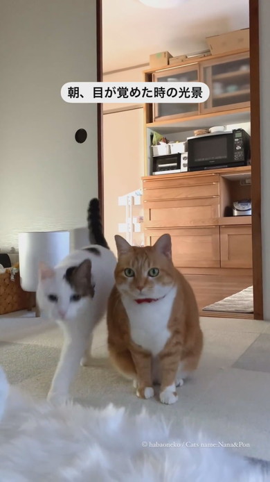 起床した飼い主さんのそばに寄る猫ちゃん2匹