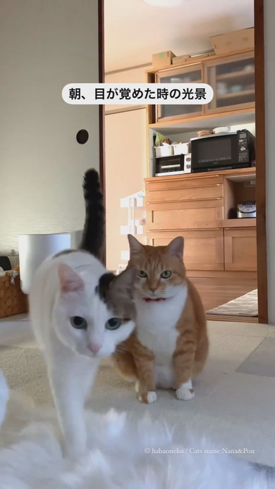 起床した飼い主さんのそばに寄る猫ちゃん2匹