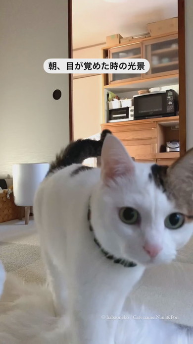 起床した飼い主さんのそばに寄る猫ちゃん2匹