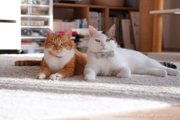 並んで落ち着く2匹の猫ちゃん