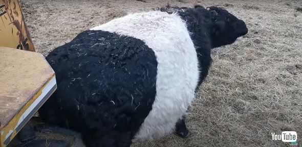 おしりをかくウシ