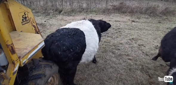 おしりをかくウシ