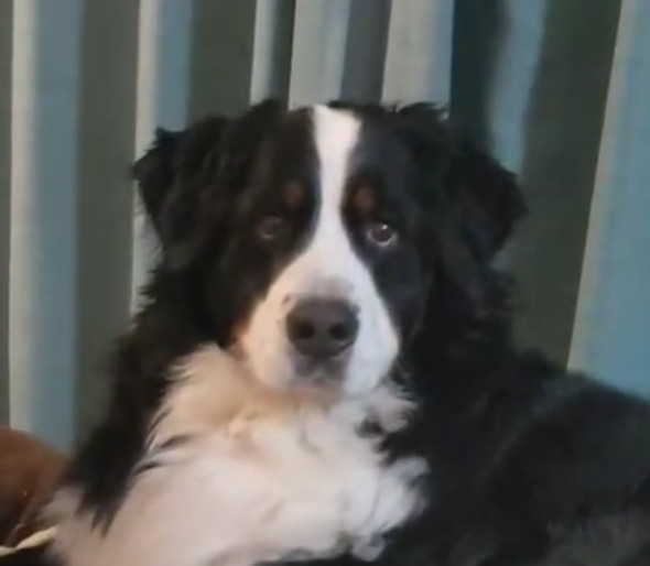 娘さんとデカワンコ