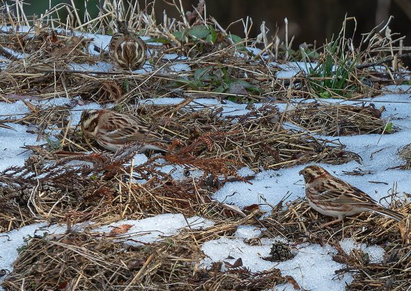 野生のカシラダカ