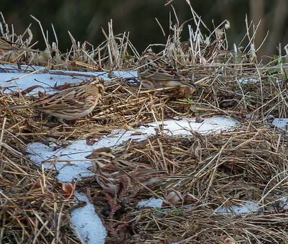 野生のカシラダカ