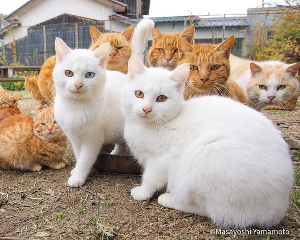 「立ち猫」の写真2