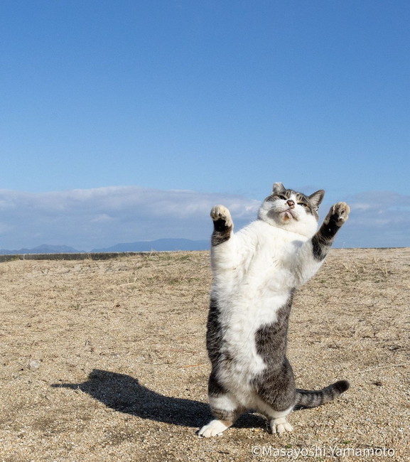 「立ち猫」の写真3