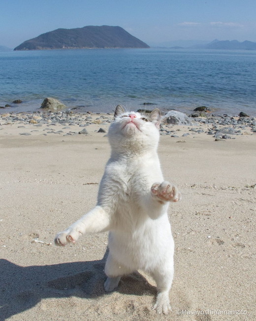 「立ち猫」の写真5