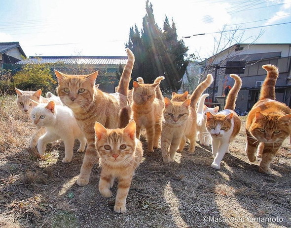 「立ち猫」の写真6