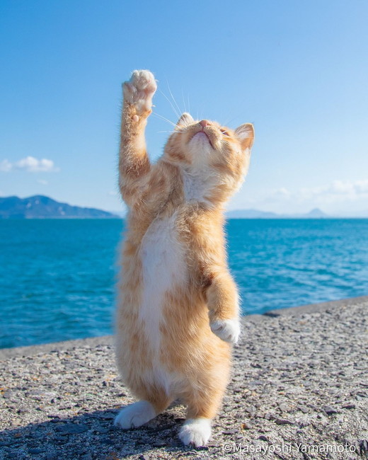 「立ち猫」の写真7