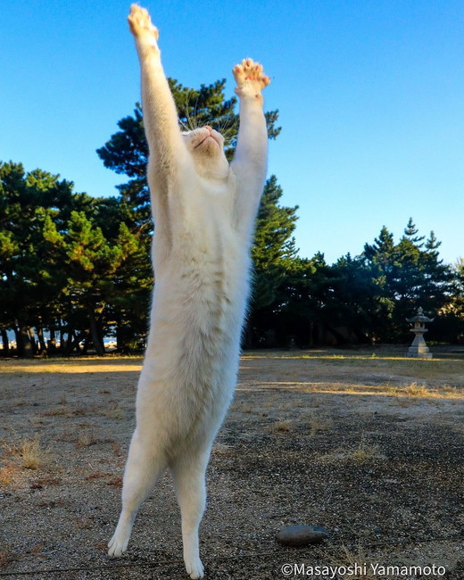 「立ち猫」の写真8