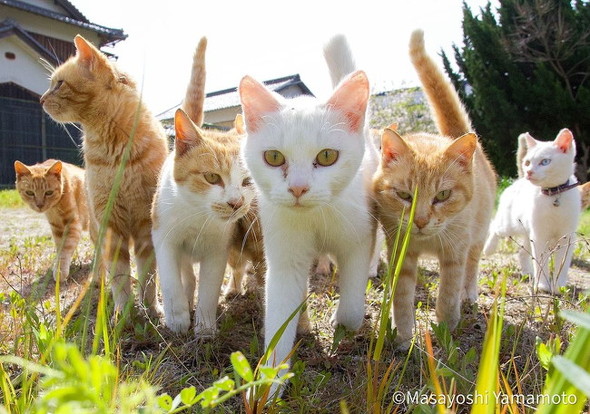 「立ち猫」の写真9