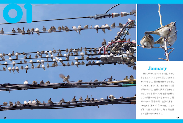 ふくら雀たちがずらり