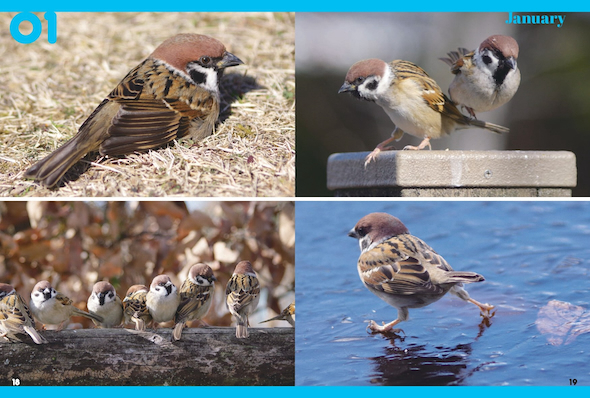 1月のスズメたち