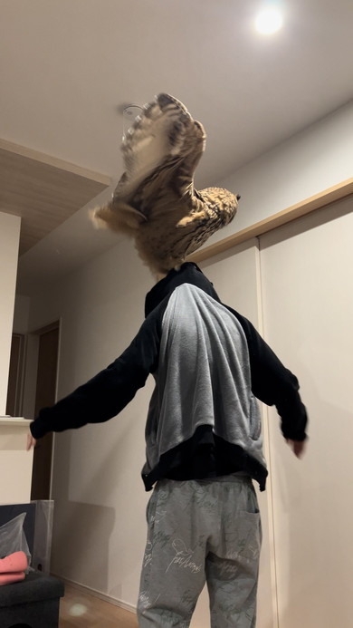 ミミズクに引っ張られている夫