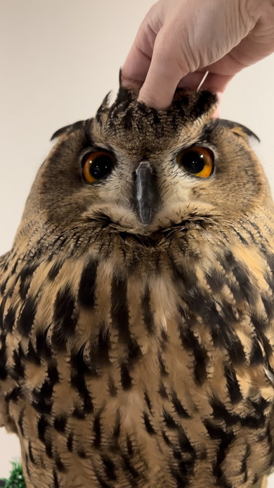 見つめるミミズク