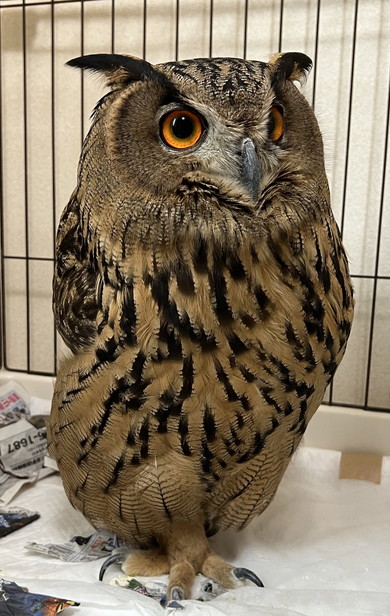 足を隠して立つミミズク