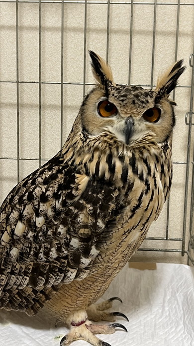 首を横に向けて見つめるミミズク