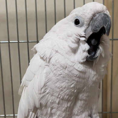 あくびをするオウム