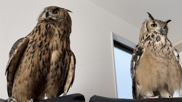 並んで立つミミズク