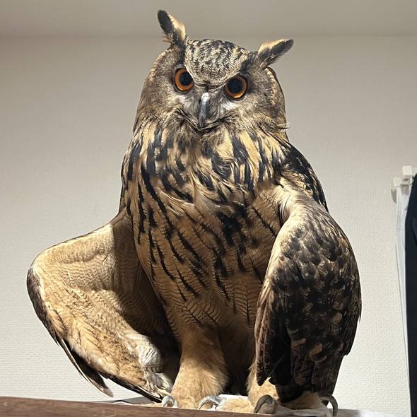 ゆるく翼を広げるミミズク