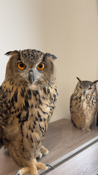 並んで立つミミズク