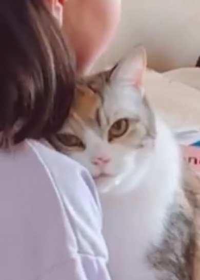 見せつけている猫