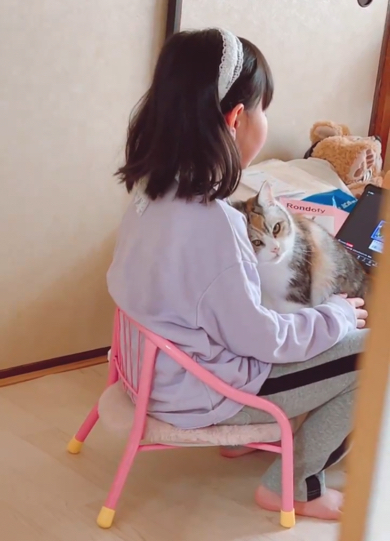 「邪魔しないでね！」と見てくる猫