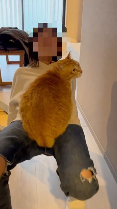 絶対に降りたくない猫と移動したい飼い主