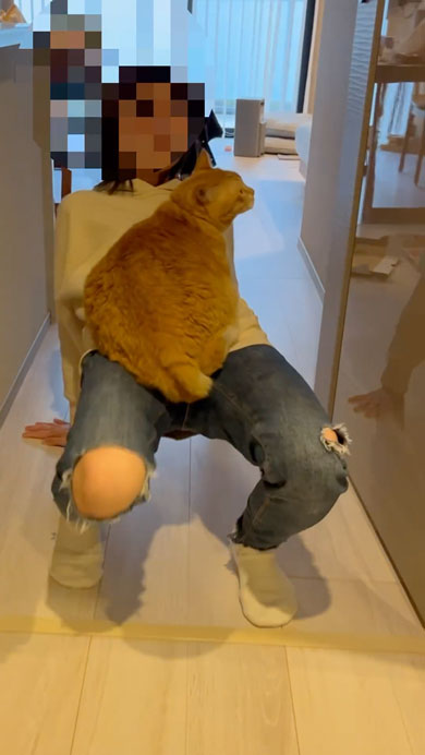 絶対に降りたくない猫と移動したい飼い主