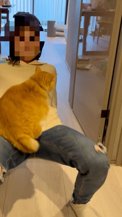 絶対に降りたくない猫と移動したい飼い主