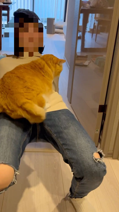 絶対に降りたくない猫と移動したい飼い主