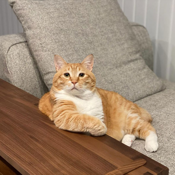 話を聞いてくれそうな猫