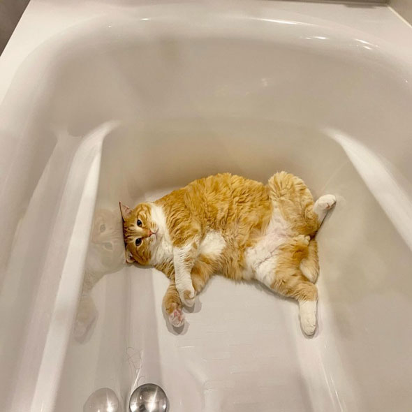 浴槽に寝転ぶ猫