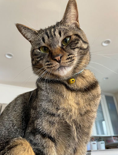 助からないと言われた子猫の現在