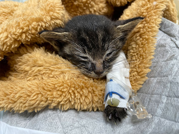 入院することになった子猫