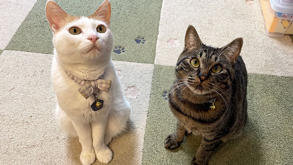 先住猫とも仲良し