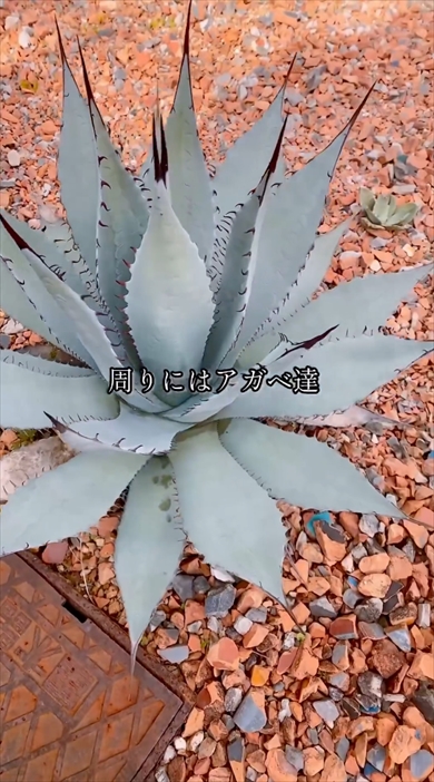 庭で育てるアガベ