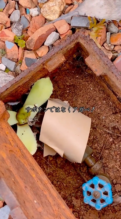 水道メーターと植物のトラブル