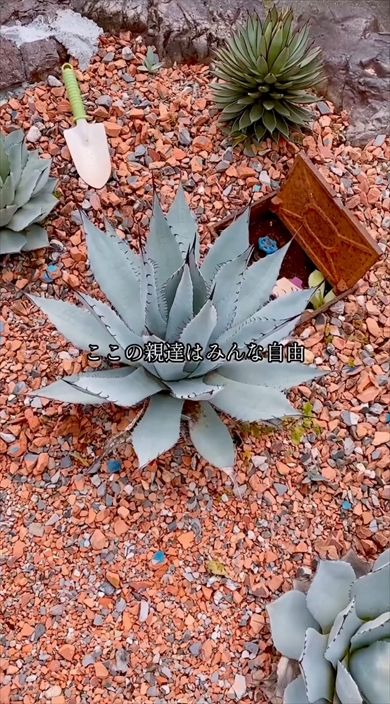 水道メーターと植物のトラブル