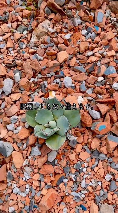 水道メーターと植物のトラブル