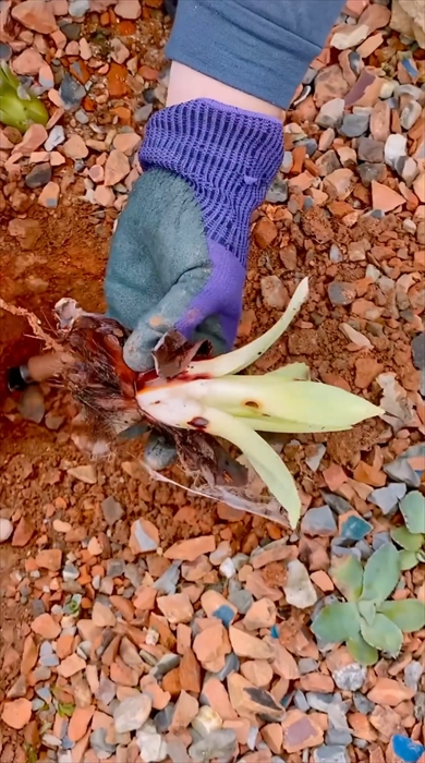 水道メーターと植物のトラブル