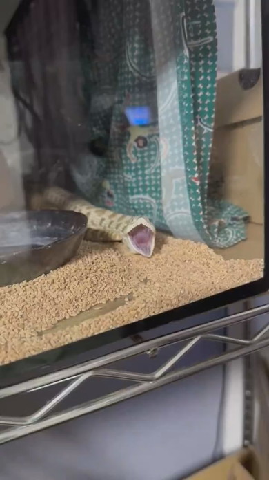 あくびをするヘビさん