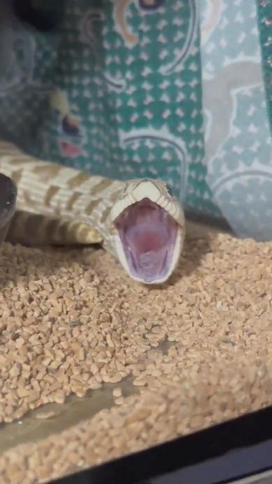 あくびをするヘビさん